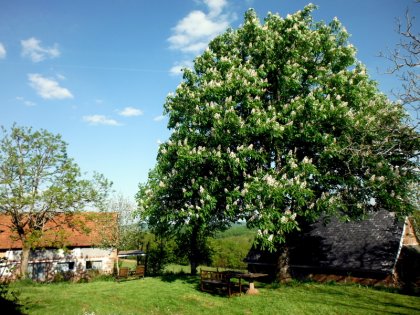 onder de boom..